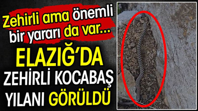 Elazığ'da zehirli kocabaş yılanı görüntülendi! Zehirli ama önemli bir yararı da var...