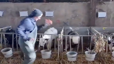 Mutluluk bulaşıcıdır: Çiftçi ve minik ineğin gülümseten dansı