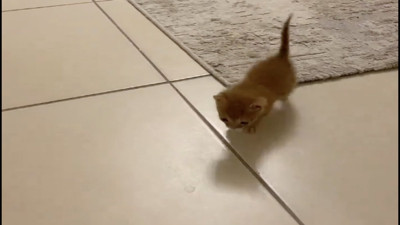 Minicik kedinin sahibine koşma şekli yürekleri ısıttı