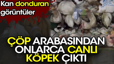 Çöp arabasından onlarca canlı köpek çıktı. Kan donduran görüntüler