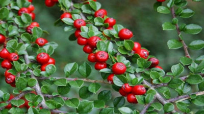 Çoban püskülü otu nelere iyi geliyor? İşte mucize faydaları...