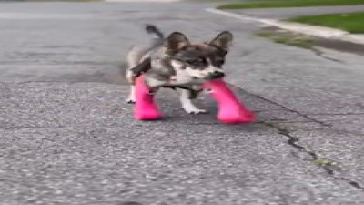 Yeni protezleriyle ilk kez yürüyen köpeğin duygulandıran tepkisi