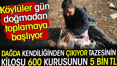 Tazesinin kilosu 600 kurusunun 5 bin TL! Köylüler dağda gün doğmadan toplamaya başlıyor