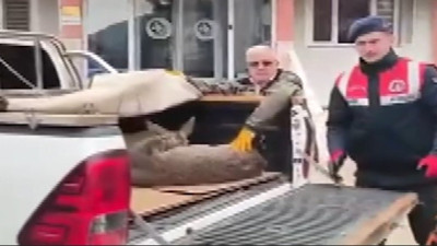 Yaralı halde bulunan karaca koruma altına alındı