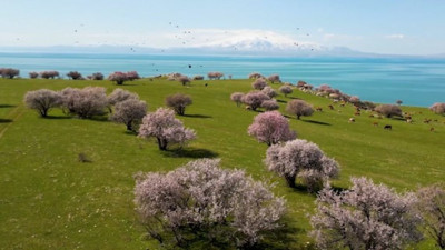 Van Gölü kıyılarındaki renk cümbüşü büyüledi