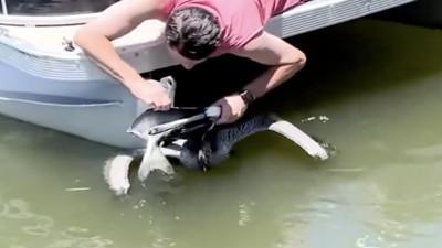 Boğazına avladığı balık sıkışan kuşun kurtarıldığı anlar beğeni topladı