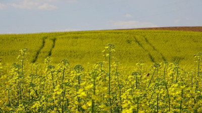 Çiçeklenen kanola bitkisi tarlaları sarıya boyadı