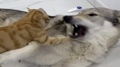 Deli kedi kocaman kurda saldırdı o görüntüler görenleri güldürdü