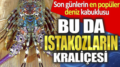 Bu da ıstakozların kraliçesi