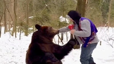 Bir ayı kendisine verilen elma şekerini alıp yedi