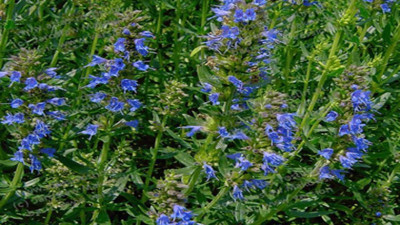 Bronşit öksürük boğaz ağrısı ve kronik nezleye şifa oluyor. Günde üç kez birer bardak için