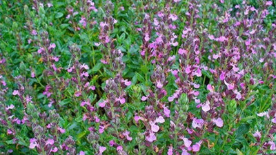 Su sarımsağı otu nelere iyi geliyor? İşte faydaları