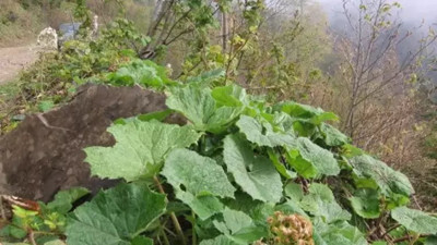 Kabalak otu saç beyazlamasına bu yöntemle şifa oluyor