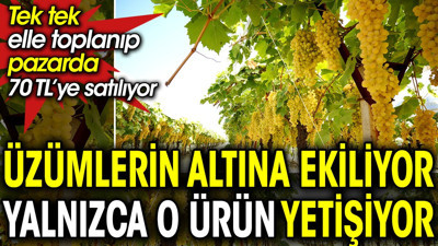 Üzümlerin altına ekiliyor yalnızca o ürün yetişiyor. Tek tek elle toplanıp pazarda 70 TL’ye satılıyor