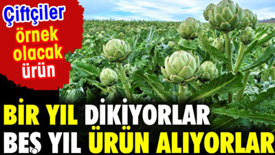 Bir yıl dikiyorlar beş yıl ürün alıyorlar. Çiftçilere örnek olacak ürün