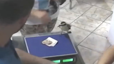 Alışveriş yapan kadının parasını çalıp kaçan kuş güldürdü