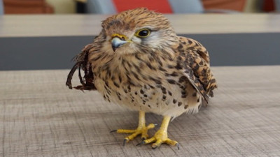 Yaralı bulunan kerkenez tedaviye alındı