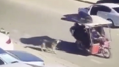 Adanalı bir kişi kendisine havlayan köpekleri azarladı