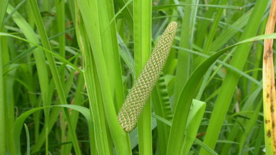 Azakeyeri otu nelere iyi geliyor? İşte mucizileri