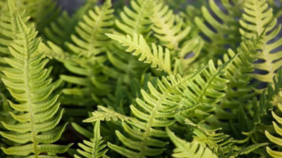 Kalp çarpıntısını gideriyor. Boğaz ağrılarını iyileştiriyor. İşte şifa saçan o ot