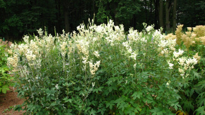 İşte diş hastalıklarına şifa olan mucize ot