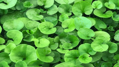 Sülük otu nelere iyi geliyor? İşte mucizeleri...