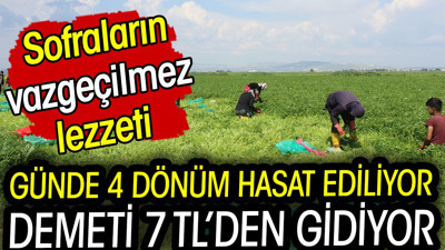 Demeti 7 TL'den gidiyor günde 4 dönüm hasat ediliyor! Sofraların vazgeçilmez lezzeti