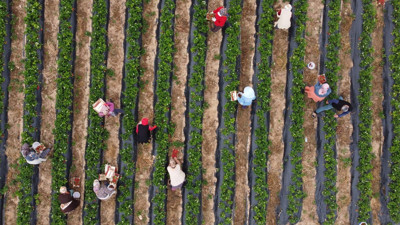 Tarlada hasat başladı: Kilosu 30 günde 70 TL düştü
