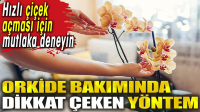 Orkide bakımında dikkat çeken yöntem. Hızlı çiçek açması için mutlaka deneyin