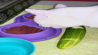 Mamasıyla birlikte salatalık yiyen kedi görenleri şaşırttı