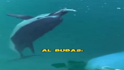 Ağındaki balıkları yemesin diye yunusu elleriyle besledi