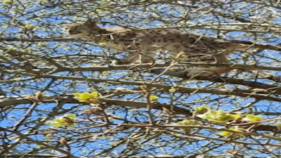 Köpeklerin kovaladığı vaşak çareyi ağaca tırmanmakta buldu