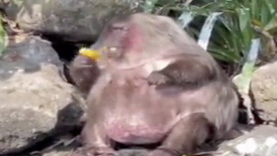 Su kenarında oturup meyve yiyip keyif yapan maymun görenleri şaşırttı