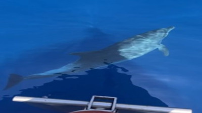 Yunus balıkları tur teknesiyle yarıştı