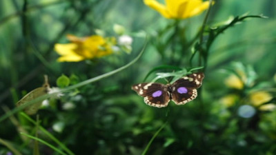 Tropikal Kelebek Bahçesi ziyaretçilerini büyülüyor