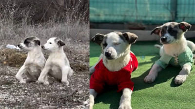 İki köpeğin sevgi dolu değişimi duygulandırdı