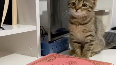 Kedinin Kur'an'a basıp basmayacağını test ettiler