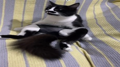 Külotlu çorap giyen sevimli kedi sosyal medyayı salladı!