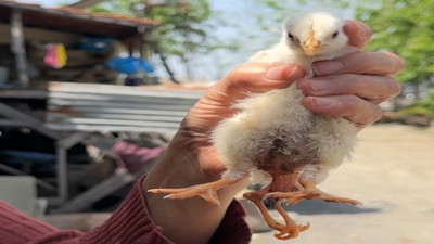 Yumurtadan 4 ayaklı civciv çıktı