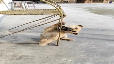 Sandalyeyi ısırmaya çalışırken sıkıştığını sanan köpek güldürdü