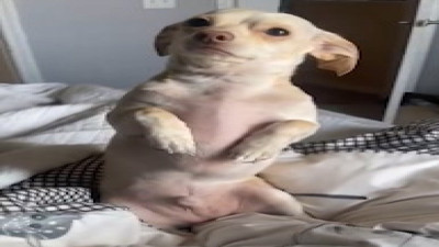 Sahibi işe gidecek diye üzülen köpek yürekleri dağladı