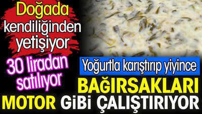 Yoğurtla karıştırıp yiyince bağırsakları motor gibi çalıştırıyor. Doğada kendiliğinden yetişiyor. 30 liradan satılıyor