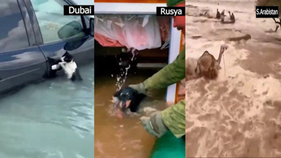 Doğal afetlerin pek söz edilmeyen özneleri: Hayvanlar