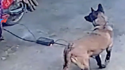 Evin kahraman köpeği yangını önleyip facianın önüne geçti