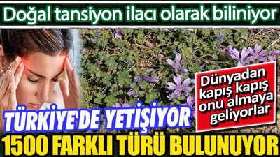 Türkiye'de yetişiyor 1500 farklı türü bulunuyor. Dünyadan kapış kapış onu almaya geliyorlar