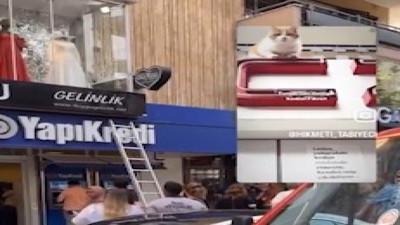 Tunalı Hilmi'nin numaracı kedisi Fiko, caddeyi birbirine kattı