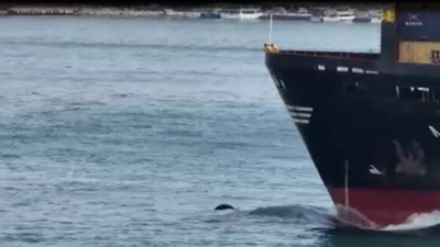 Yunusların gemiyle yarışı