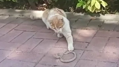 Yılan ile kedinin kavgası kameralarda