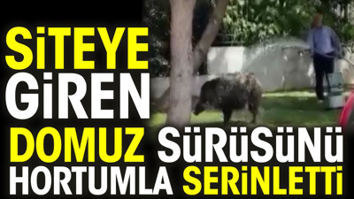 Siteye giren domuz sürüsünü hortumla serinletti