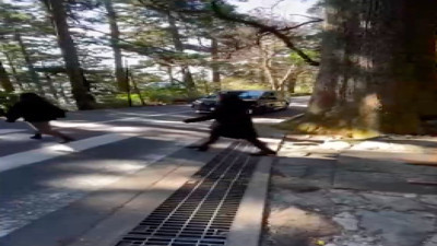 Sürücülerin yayalara gösterdiği olağanüstü saygı dikkat çekti